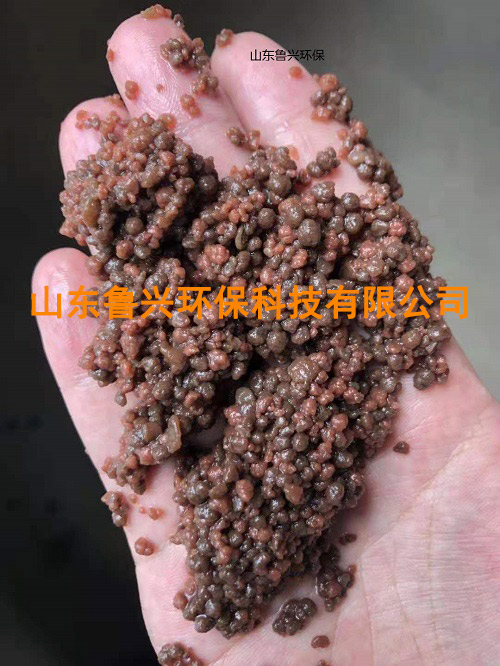 厌氧氨氧化颗粒污泥-(3).jpg